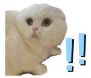 247257446