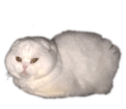 247257453