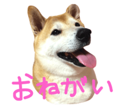 24849338