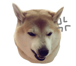 24849340