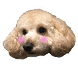 248500917