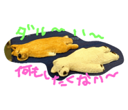 24883847