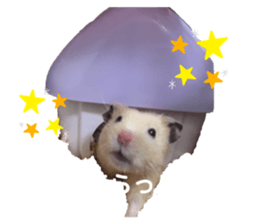 249224504