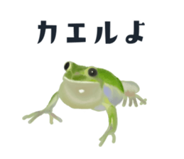 249567409