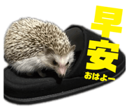 249607294