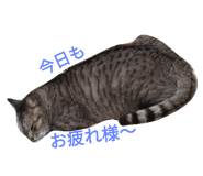 25025468
