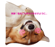 250772991