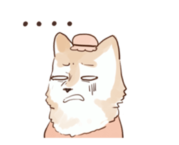 25081625