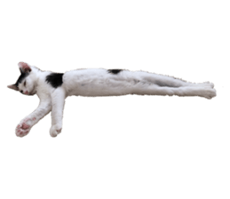 250956269