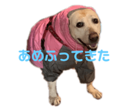 250990218