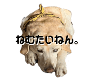 250990221