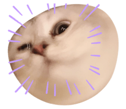 251360297