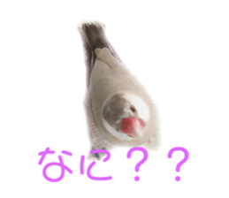 251375926