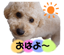 251390480