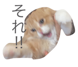 25208547