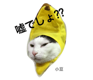 25211422