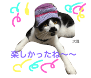 25211428