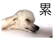 252450646