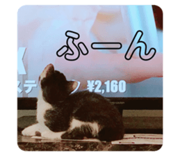 252977348