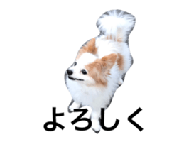 25326362