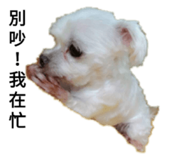 253334145