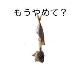 253374662