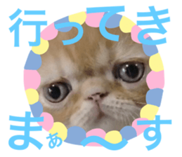 253644866