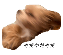 253655017