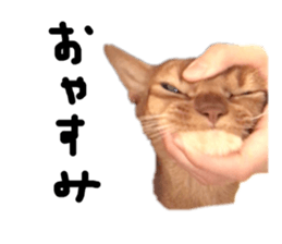 253663447