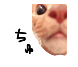 253663459