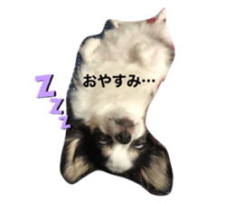 253665235