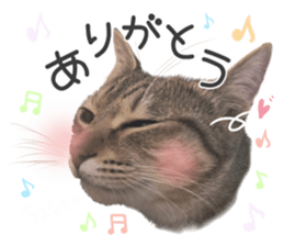 253693556