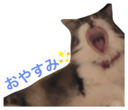 253751032