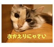 253770113