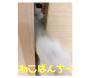 253770116