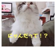 253770121