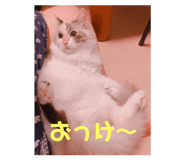 253770124