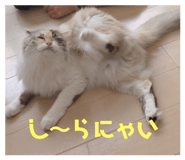 253770125