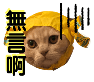 253799967