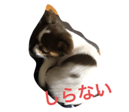 254591011