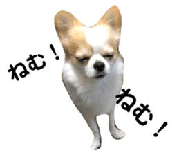 254823596