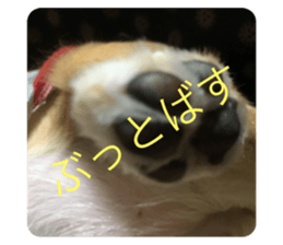 255051917