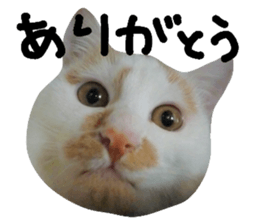 25680617