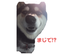 257523023