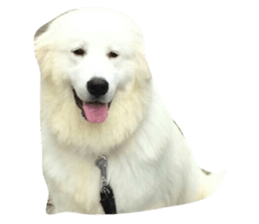 25836652
