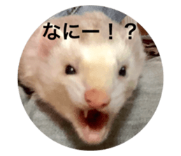 25840993