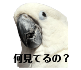 258500221