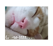 25876409