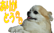 25943190