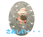 260191651